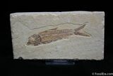 Inch Knightia Fossil Fish #776-1
